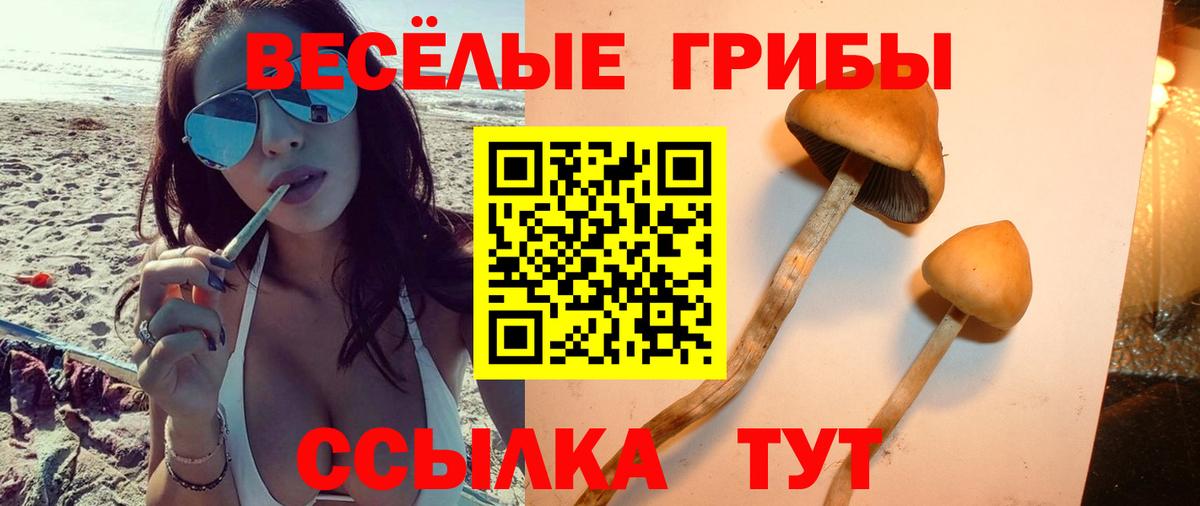 Галлюциногенные грибы Psilocybine cubensis Заволжье